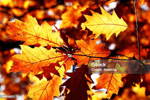 Colorful Autumn Leaves Stock Photo - Download Image Now - Autumn, Backgrounds, Beauty In Nature