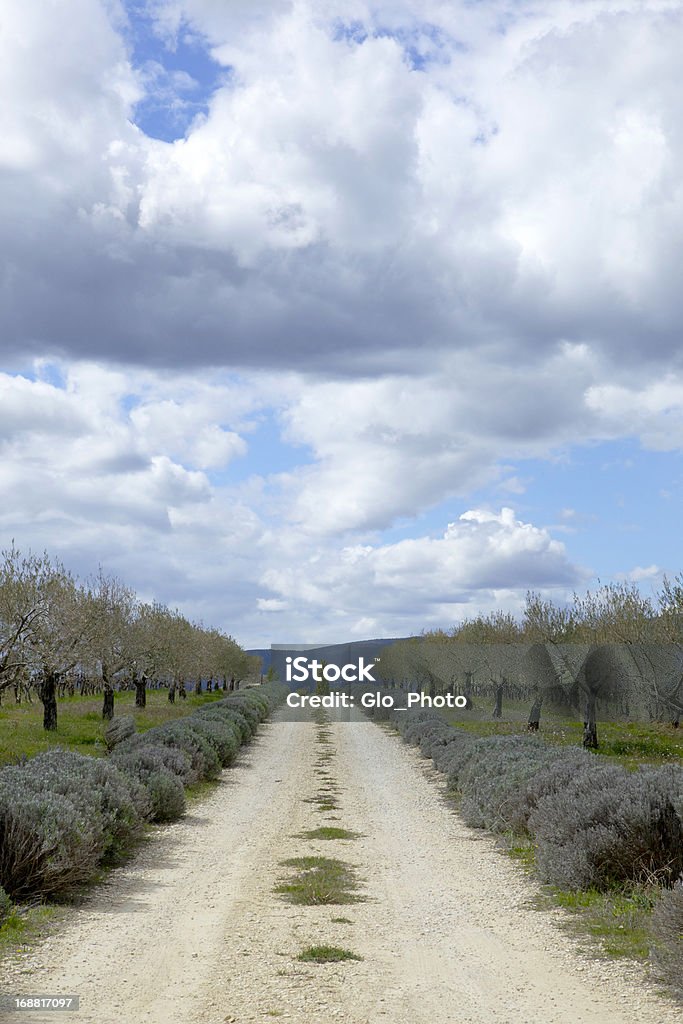 French country driveway A country driveway in the middle of the olive fields in the south of France, with thick white clouds flying overhead Cloud - Sky Stock Photo