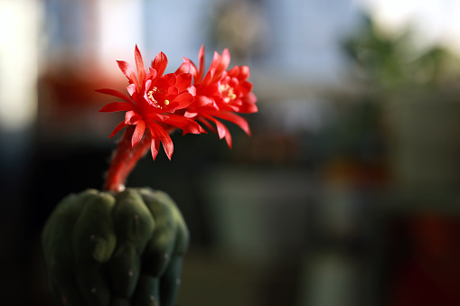 In a close-up shot, a cactus plant displays a fascinating sight - a double blossom red flower.