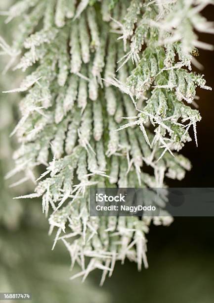 Hoarfrost Auf Thuja Zweig Stockfoto und mehr Bilder von Ast - Pflanzenbestandteil - Ast - Pflanzenbestandteil, Baum, Bildhintergrund