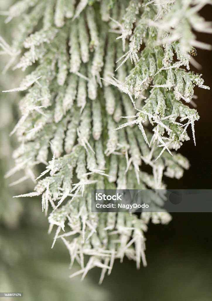 hoarfrost em thuja galho - Foto de stock de Arbusto royalty-free