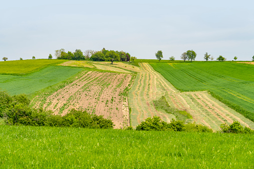 Rural scenery showing some fruit trees and fields in Southern Germany at early summer time