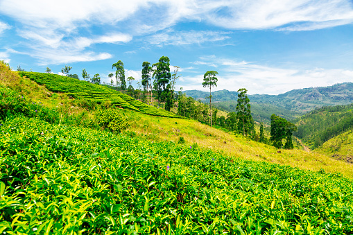 A serene tea plantation nestled on a hillside. The plantation is meticulously arranged, with rows of tea bushes stretching across the steep terrain. The tea bushes are vibrant green, reflecting their health and vitality. The sky above is a brilliant shade of blue, adorned with fluffy white clouds that add depth to the scene. Tall trees are scattered throughout the plantation, providing shade and enhancing the tranquility of the setting. In the distance, mountains rise majestically, creating a breathtaking backdrop for the tea plantation.