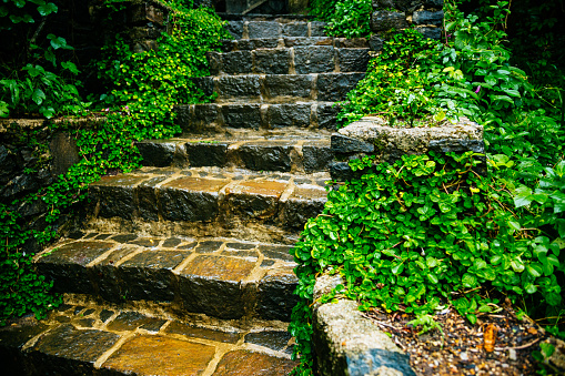 A stone staircase in a garden. The staircase is made of large, irregularly shaped stones, which are wet and covered in moss. Surrounding the staircase is lush greenery, including ivy and shrubs. The background consists of a stone wall covered in ivy.