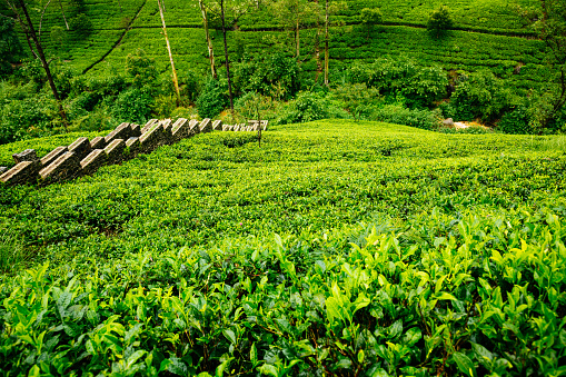 A tea plantation in a hilly area. The tea plants are a bright green and cover the majority of the image. They are arranged in rows and are well maintained. On the left side of the image, there is a stone wall. The background consists of trees and a blue sky. The photo is taken from a high angle, looking down on the tea plantation.