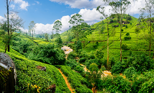 A lush green tea plantation on a hillside in Sri Lanka. The tea plants are arranged in neat rows and cover the entire hillside. The sky is blue with white clouds. In the foreground, there are purple flowers and green foliage. There is a river winding through the plantation. The plantation is surrounded by trees.