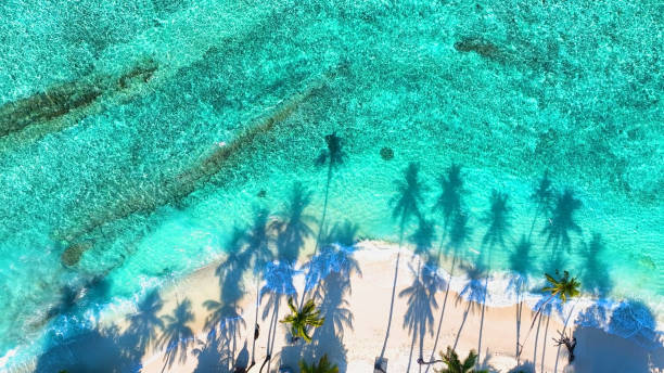 istock Summer palm tree  and Tropical beach with blue  sea background 1688195351