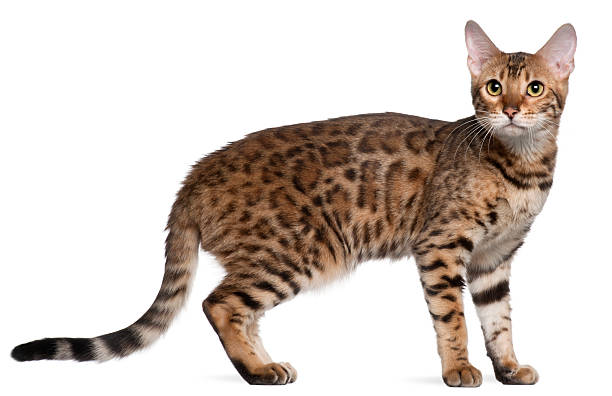 Bengal cat, 7 months old, standing in front Bengal cat, 7 months old, standing in front of white background bengal cat stock pictures, royalty-free photos & images