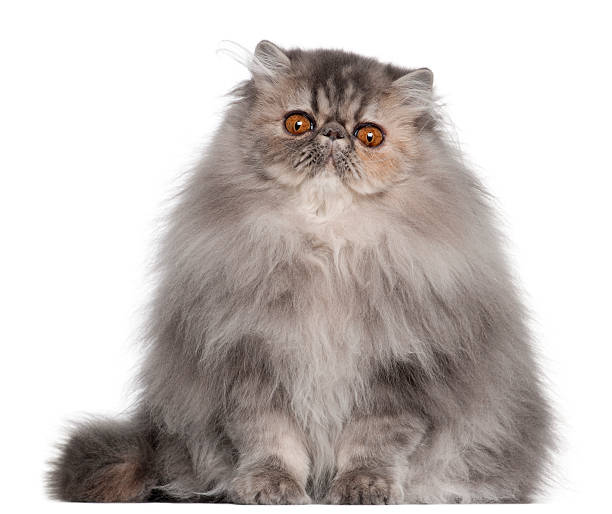 istock Persian cat, 8 months old, sitting in front of white 168819911