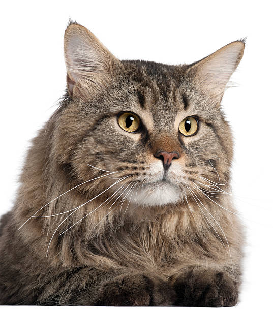 istock Close-up of Maine Coon, 2 years old 168819943
