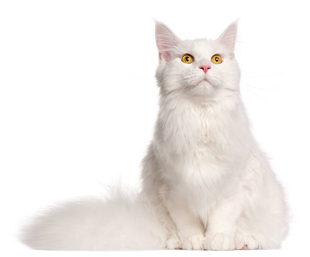 istock Maine Coon cat, 8 months old, sitting 168819964