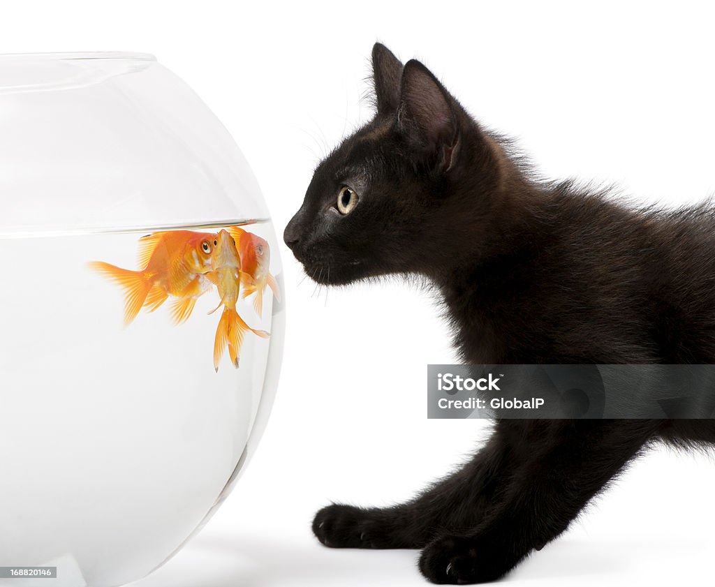 Close-up of Black kitten looking at Золотая рыбка, Carassius Auratus, - Стоковые фото Домашняя кошка роялти-фри
