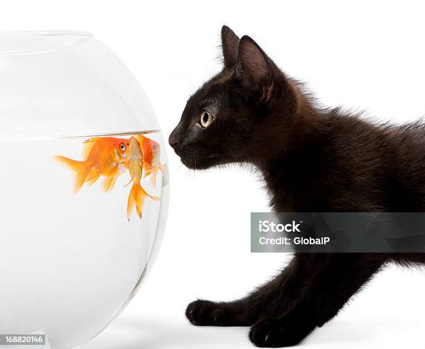 Closeup Of Black Kitten Looking At Золотая Рыбка Carassius Auratus — стоковые фотографии и другие картинки Домашняя кошка