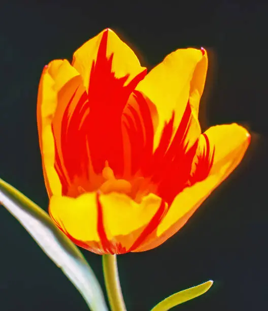 Close up of a Red and Yellow Tulip