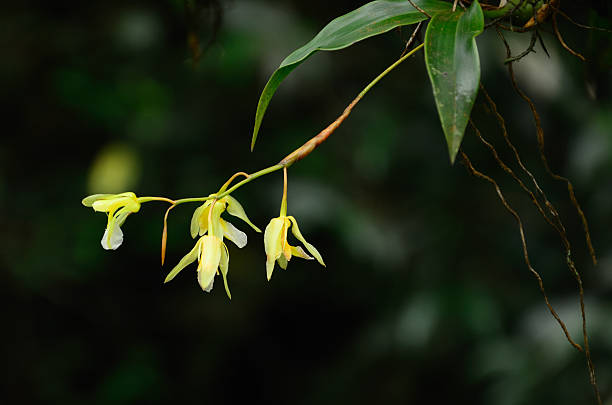 istock Coelogyne schultesii with dark background 168820501