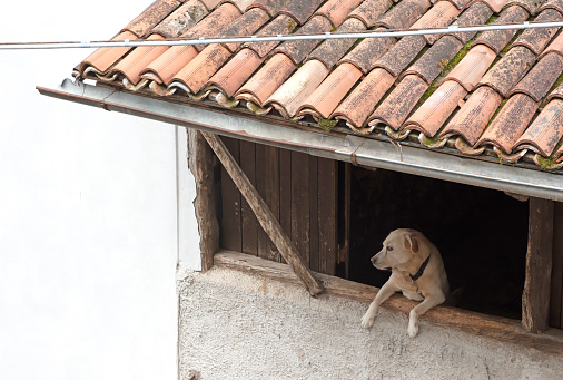 Lonely dog looks in through the window, Italy