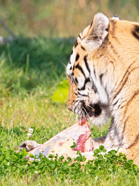istock Amour tiger in the grass, eating 1688210667