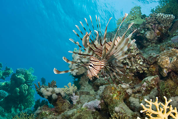 istock Common Lionfish showing-off its ornate fins. 168821305
