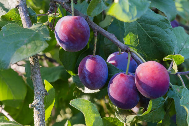 istock Ripe plums on the branch in morning light, close-up 1688220089