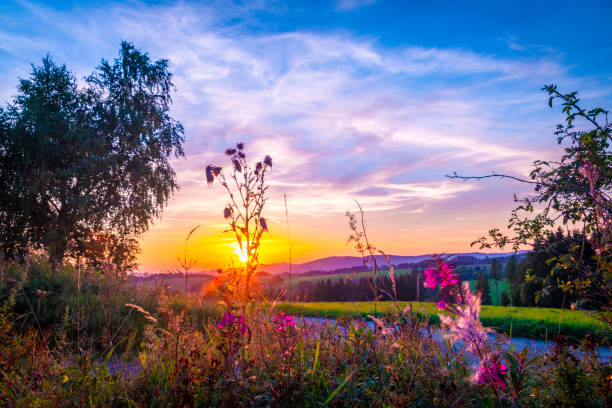 istock Summer color flowers with blooms and golden sky in sunset evening 1688220607