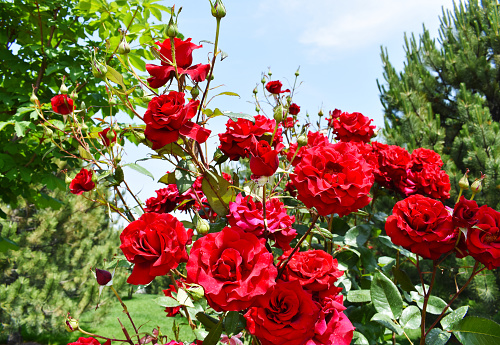 rose flowers blooming in the clear sky