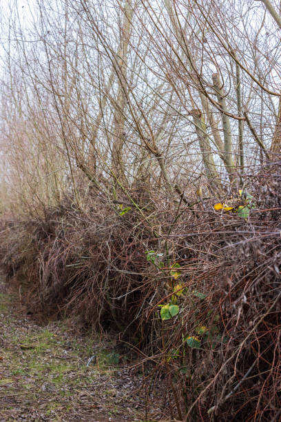 istock Row of trees and pruning waste 1688224412