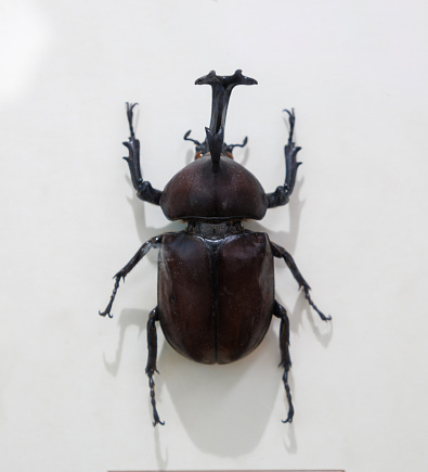 blue dung beetle Trypocopris vernalis