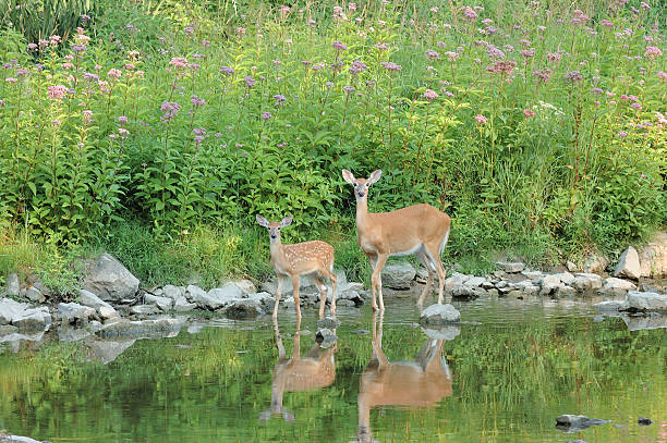 istock Whitetail  Deer Doe And Fawn 168822864