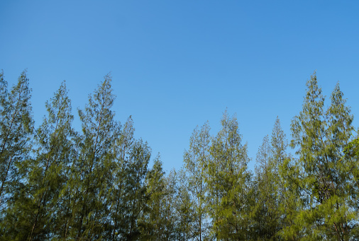 Bottom view of tall trees and blue sky. View from below to a tree. the tree under the beautiful blue sky and sunny day. Photo up to the tree top shot from below.