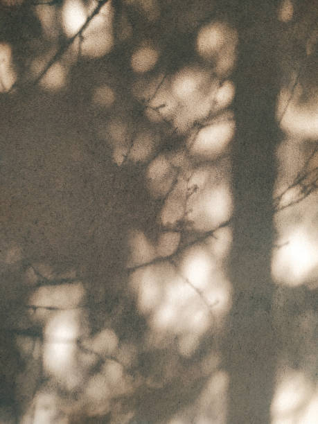 istock Dense branches shadow in a sunny day on a beige wall. Dark shadows of trees close up. 1688237525