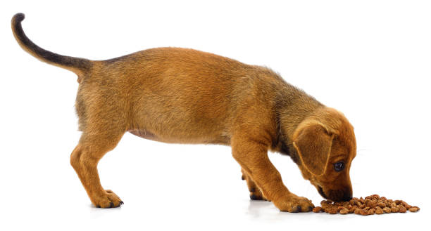 istock Puppy eating food. 1688238664