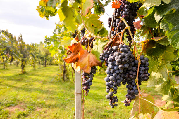 istock Vineyard Ready to Produce Wine 1688247448