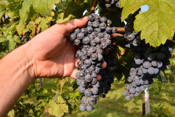 istock Vineyard Ready to Produce Wine 1688248005