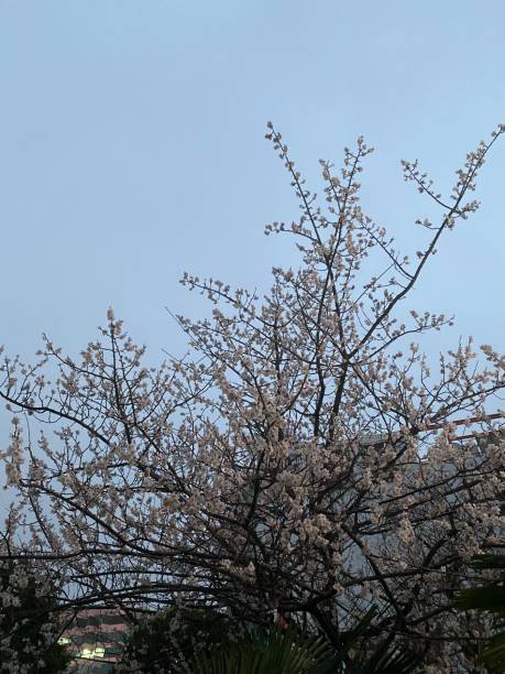istock Cherry Blossom In Spring In Night Time 1688248051