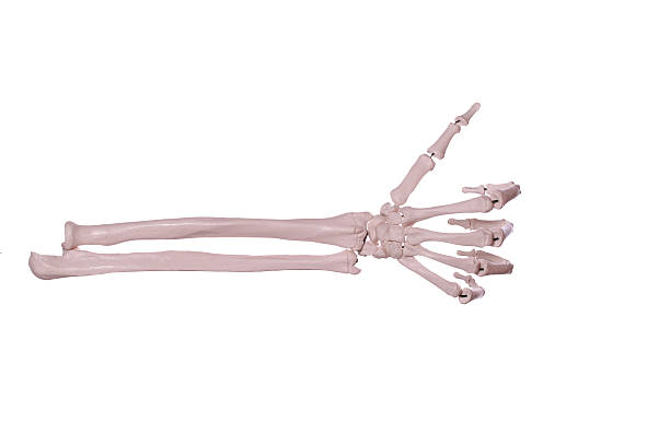 istock count 1- hand of bones 168825470