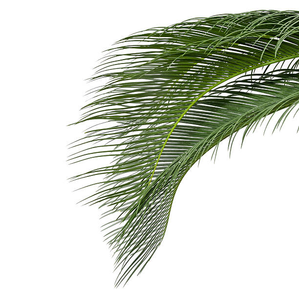 istock leaves of sago cycas 168825514