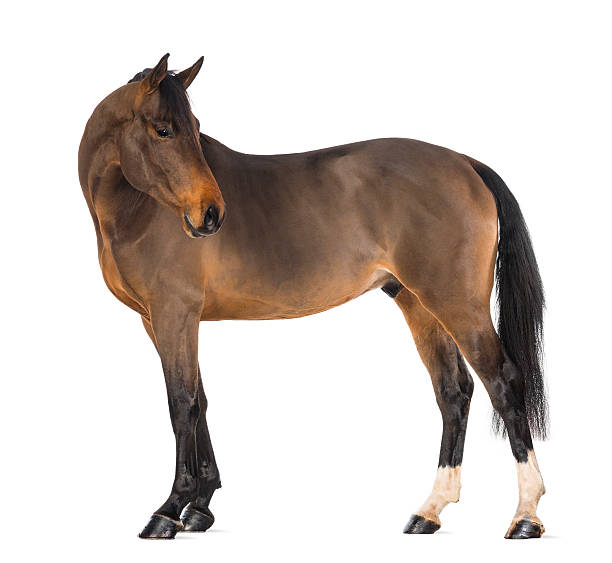 istock Male Belgian Warmblood, BWP, 3 years old 168825838