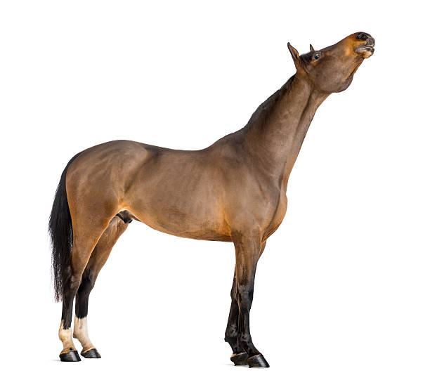 istock Male Belgian Warmblood, BWP, stretching its neck 168825890