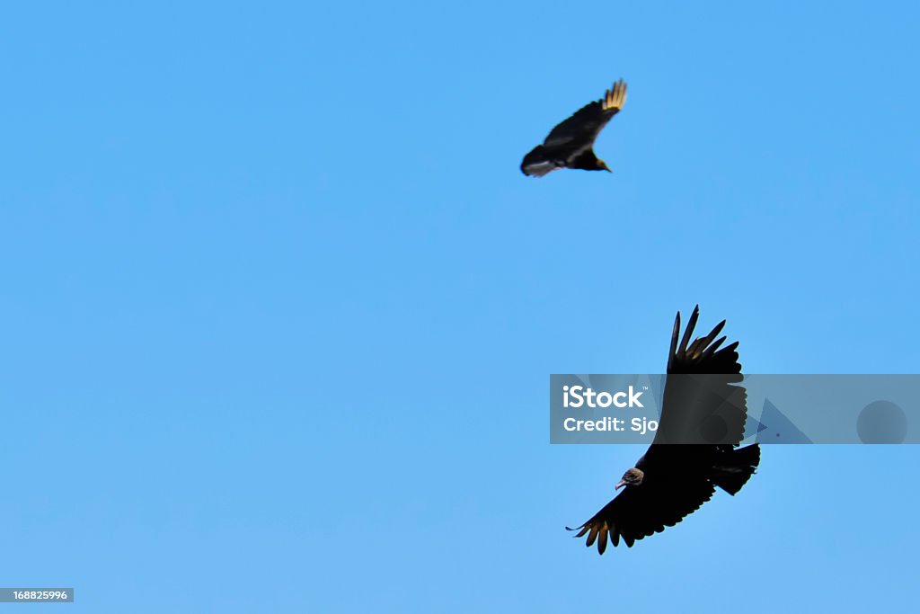 Black vultures Two Black Vultures (Coragyps atratus) flying in the blue sky. American Black Vulture Stock Photo