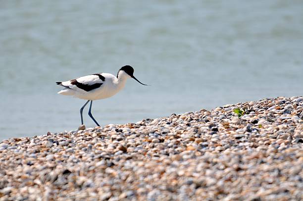 Pied Avocet Pied Avocet (Recurvirostra avosetta) on a shell bank. avocet stock pictures, royalty-free photos & images