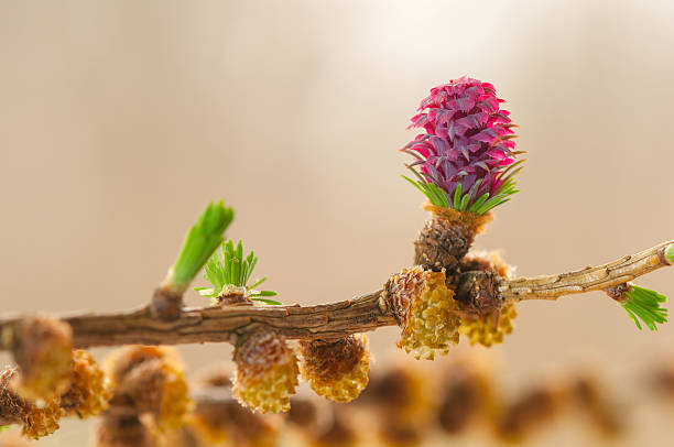 Larch flower Larch flower larch tree stock pictures, royalty-free photos & images