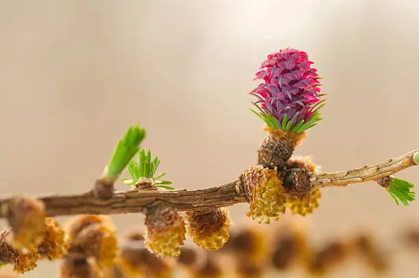 Photo of Larch flower