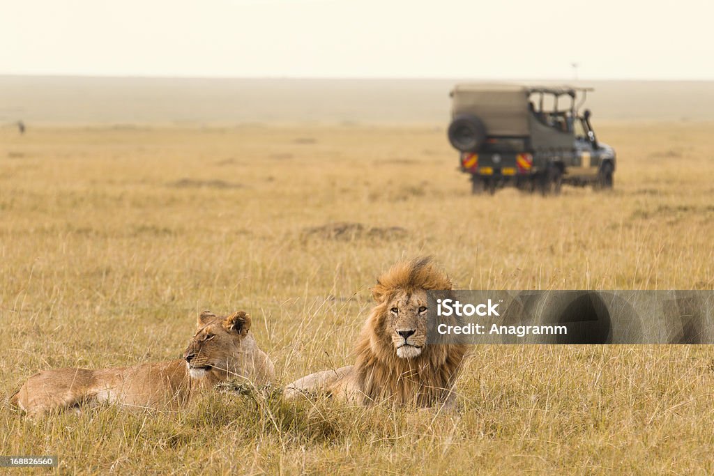 African lion couple and safari jeep African lion couple and safari jeep in the Masai Mara, Kenya. Safari Stock Photo