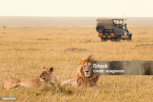 African Lion Couple And Safari Jeep Stock Photo - Download Image Now - Safari, Lion - Feline, Africa