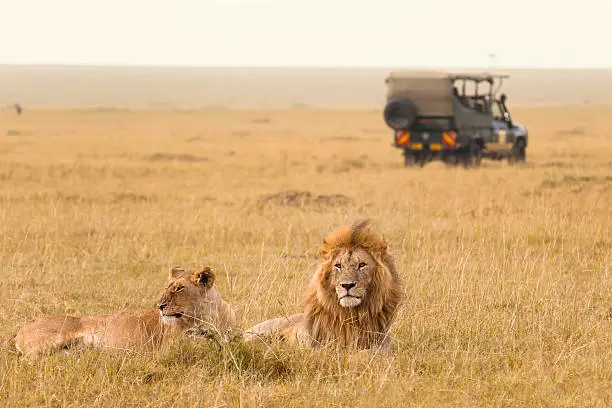 African lion couple and safari jeep in the Masai Mara, Kenya.