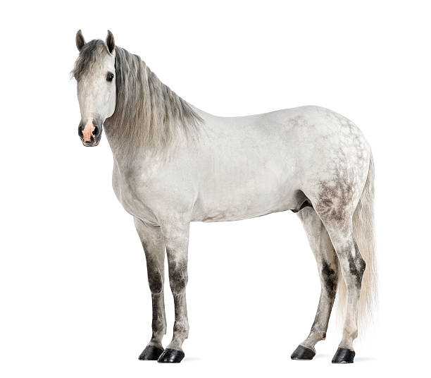 숫나사 andalusianalso 알려진 퓨어 스페인어 말 - horse stallion andalusia white 뉴스 사진 이미지