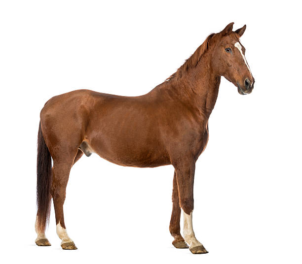 istock Side view of a Horse isolated on white 168827213