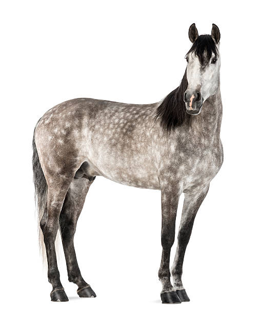 istock Pure Spanish Horse, 7 years old 168827220