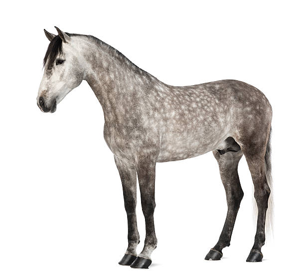 istock Andalusian, also known as Pure Spanish Horse 168827221