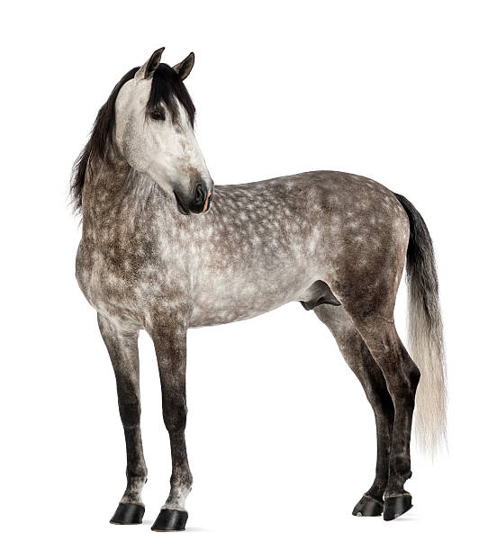 istock Pure Spanish Horse, 7 years old, looking back 168827223